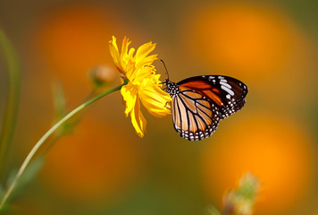 Orange Tiger butterfly Danaus genutia on yellow Cosmos flower with blurred orange background
