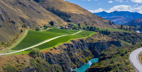 Fototapeta na wymiar Vineyard by Kawarau River, Otago, New Zealand
