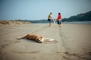 Blurry image of couple with small child on the beach. Young family walks on the seashore, a dog in the foreground. Family idyll, husband and wife lead the child by the hand.