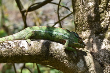 Colorful chameleon in Marozevo, Madagascar