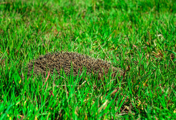 a hedgehog crawls in the grass, thorns are visible, the muzzle is hidden in the grass