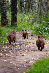 Fototapeta na wymiar Three fugitive dachshunds fled to the forest