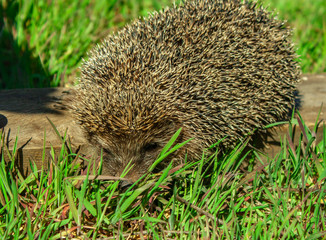 hedgehog crawls on a wooden board and sniffs grass with his nose