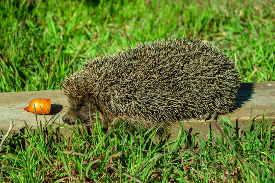a hedgehog lies on a wooden board, next to a piece of sausage