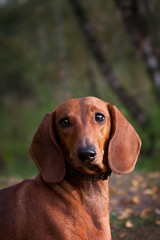 Portrait of a red-haired dachshund dog in nature