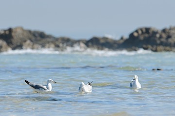 Fototapeta na wymiar seagulls floating on calm and tranquil waters on a summers day