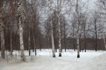 Forest on white snow in the early morning