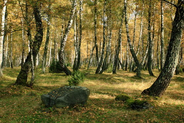 Birch Grove.