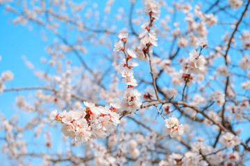 Flowering apricot in the spring. Beautiful spring sunny floral backround, closeup