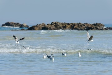 Fototapeta na wymiar seagulls playing in the gentle waves of a small logoon