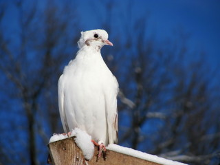 
White dove sits on a perch against a bright blue sky