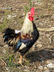 Handsome cock proudly looks at the camera