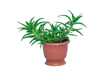 homemade aloe Vera flower in a brown pot on a white background