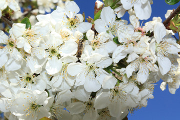 white cherry blossom 2