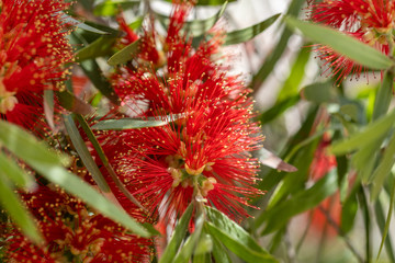 Close up of the Crimson bottlebrush red flowers (Callistemon citrinus)