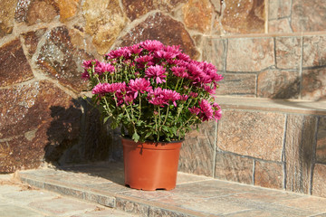 Fototapeta na wymiar flowerpot on stone stairs,purple garden chrysanthemums on stairs to the house