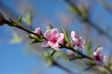 Beautiful branch of a blossoming peach. Peach flowers. Branch with flowers