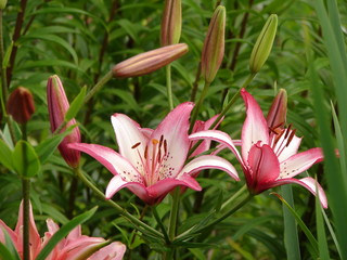 Fototapeta premium Pink beautiful lilies in park on summer day