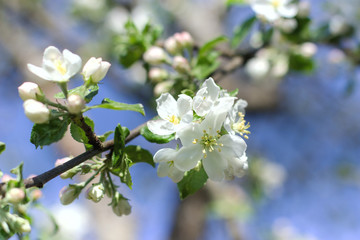 Bright white an apple-tree flower on the branch and blue sky on back background