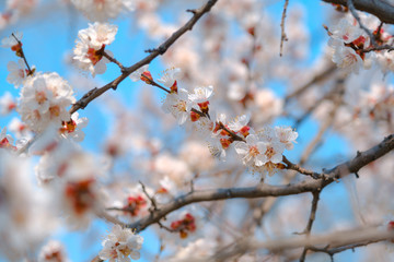 Flowering apricot in the spring. Beautiful spring sunny floral backround, closeup