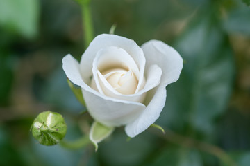 White-pink rosebud grow at the garden - obrazy, fototapety, plakaty