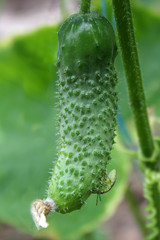 cucumber in the garden