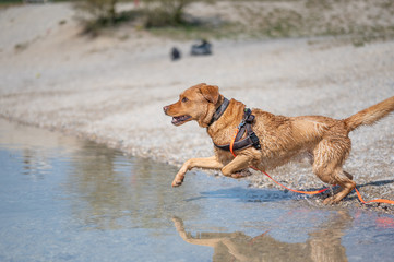 Fuchsroter Labrador Retriever springt zum Apportieren ins Wasser
