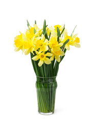 beautiful yellow daffodils in a vase isolated on white