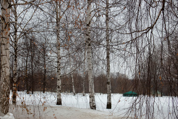 Forest on white snow in the early morning