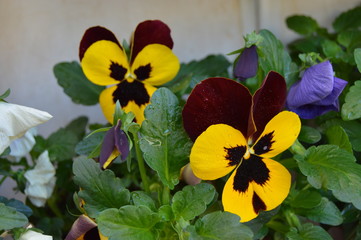 Pansies of all kinds, Algeria, Africa.