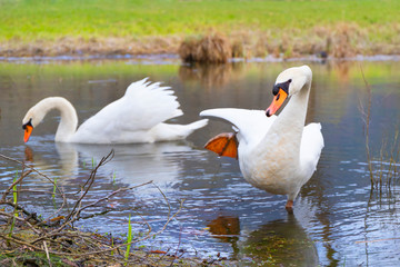 Pair of Swans