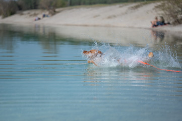 Fuchsroter Labrador Retriever springt zum Apportieren ins Wasser