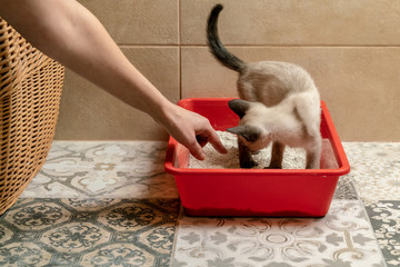 the woman's hand shows where the Siamese cat should go to the cat's toilet