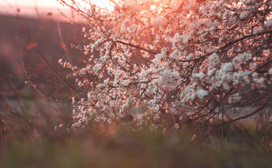 blooming cherry branches in spring on a sunset background
