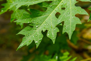 leaf with rain drops