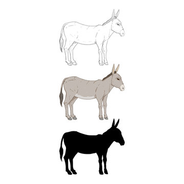 Donkey. Vector Set of Different Style Illustrations
