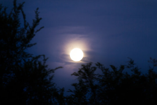 Full moon with trees in foreground, wispy clouds in the midnight blue sky. © Tamara Harding