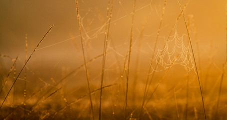 Tall prairie grass with spider webs covered in dew in the golden hour