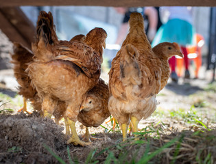Dominant Red barred chicken looking for food in the  garden with grass