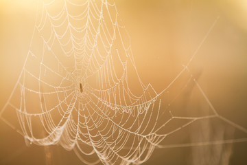 spider web in the morning dew at the golden hour