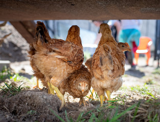 Dominant Red barred chicken looking for food in the  garden with grass