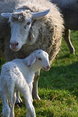 Obraz premium Easter lamb with its mother on a meadow