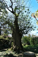 Majestic Erythrina Caffra tree at the Botanical Garden of Lisbon