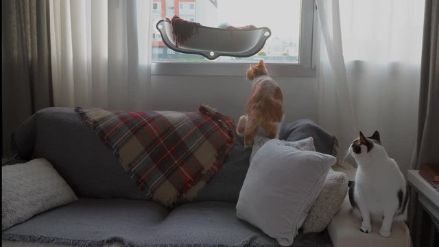 Dos gatos dom&eacute;sticos en un sof&aacute; intentan sacar algo de una hamaca en una ventana