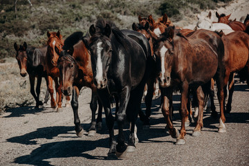 caballos en el campo en manada