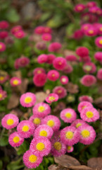 Fototapeta premium pink flowers in the garden