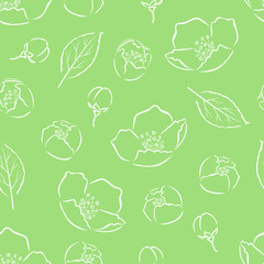 Jasmine flowers, buds and leaf outline seamless pattern. Simple vector monochrome illustration of beautiful spring flower. Floral green background.