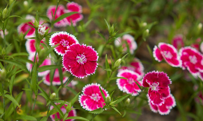 flowers in the grass