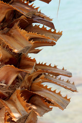 close-up of a brown trunk of a southern palm tree with thorns against a blue sky or sea illuminated by the hot summer yellow sun