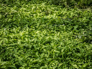 green grass background,garlic